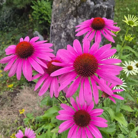 Elisabeth * Forstau (Salzburg)