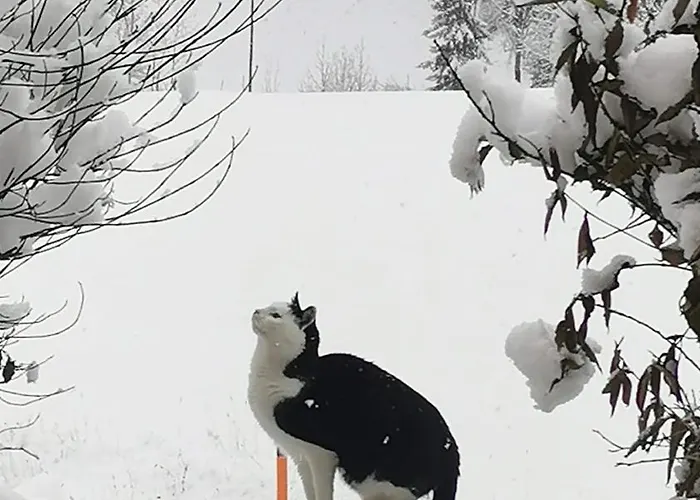 Appartement Elisabeth *