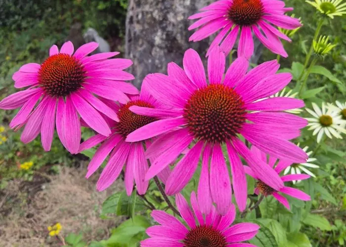 Elisabeth * Forstau (Salzburg)